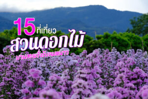 15 ที่เที่ยวสวนดอกไม้ในเมืองไทย 2022 ทุ่งดอกไม้ ถ่ายรูปมุมไหนก็สวย