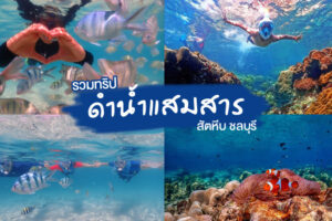 14 ทริปดำน้ำแสมสาร สัตหีบ ชลบุรี 2023 จุดดำน้ำดูปะการังใกล้กรุงเทพ