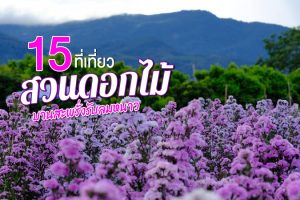 15 ที่เที่ยวสวนดอกไม้ในเมืองไทย 2024 ทุ่งดอกไม้ ถ่ายรูปมุมไหนก็สวย